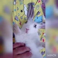 مَموش ،خرگوش نازمن ..