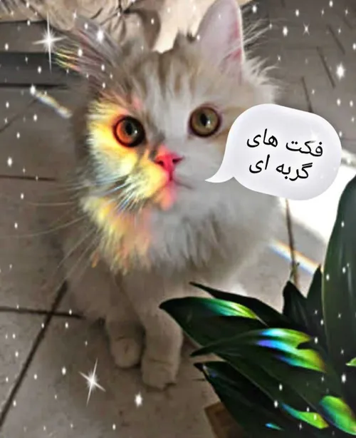 فکت های گربه ای🐈🎀🍓