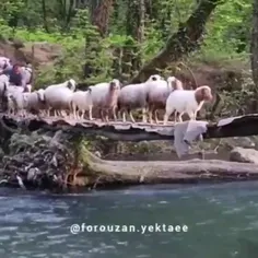 مسند خنده‌دار عبور 🐑 گوسفندان از پل
