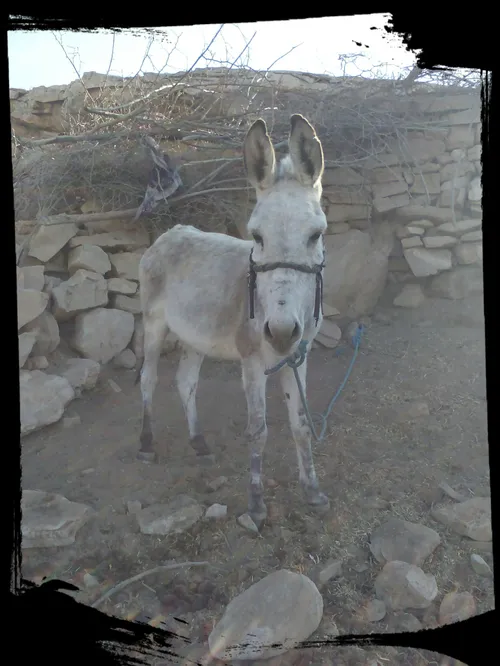 خودروی ملی