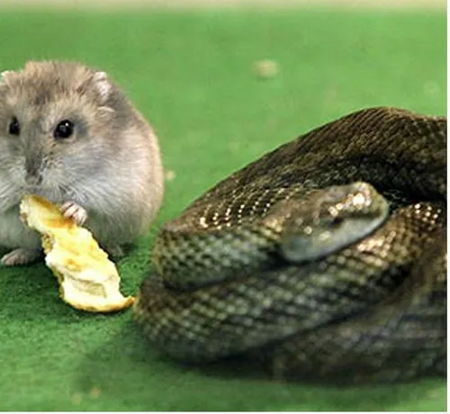 وقتی موش از آدما به قاتل خودش پناه میبره !