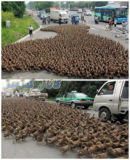 ایجاد ترافیک توسط یک کشاورز برای انتقال 5000 اردکش به حوض