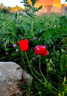 با صبا در چمــن لاله سخن می گفــــتم