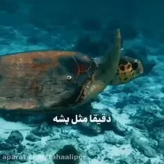 بچم