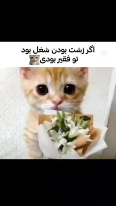 فقیر کی بودی شما🦖  @rocve