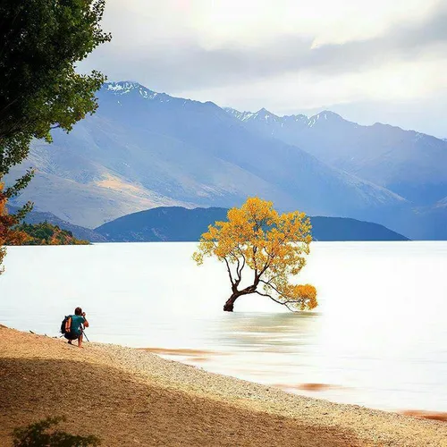 💜 درختی در میان دریاچه