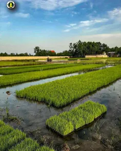 بهشت زیبای گیلان 