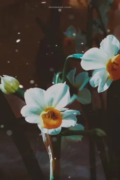 سلام امام زمانم 