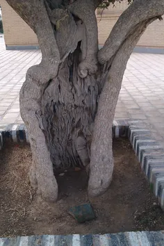 درختی که مردم توش شمع روشن میکنن با عمری بالای 100 سال