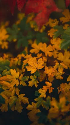 از خوشگلی های پاییز...💛🧡❤️