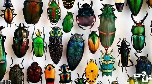 حشرات جزو جانوران هستند. این گروه از حشرات شامل گونه های 