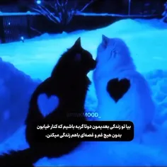 اویی دوتا گربه 🥺