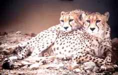 لطفا با مراجعه به سایت cheetahday.com از یوزپلنگ ایرانی ح