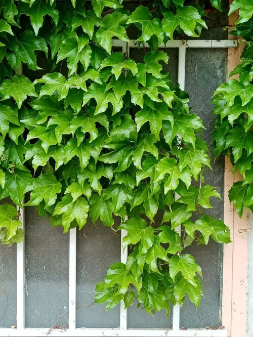 شست باران همه ی کوچه خیابان ها را