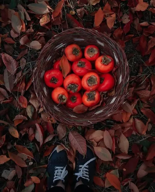 دستانم بوی عشق می دهند.