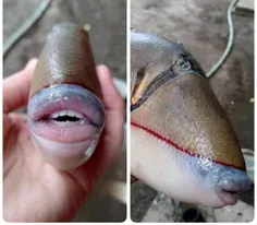 🔺مرد مالزیایی تصویری از یک ماهی از گونه فریباماهیان به اش