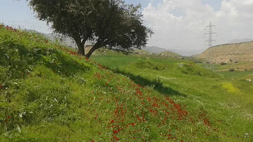 طبیعت زیبای خوزستان در فصل بهار