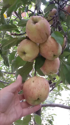سیب های درخت حیاطمون😋 😋