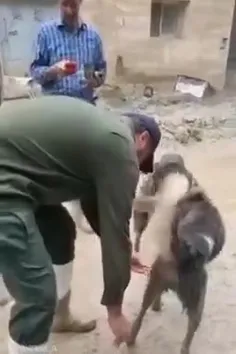 صحنه‌ای از کمک‌رسانی دیروز استاندار تهران به یک سگ