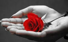 یک شاخه گل رز قرمز پراز عشق ومحبت تقدیــــم به همه دوستان