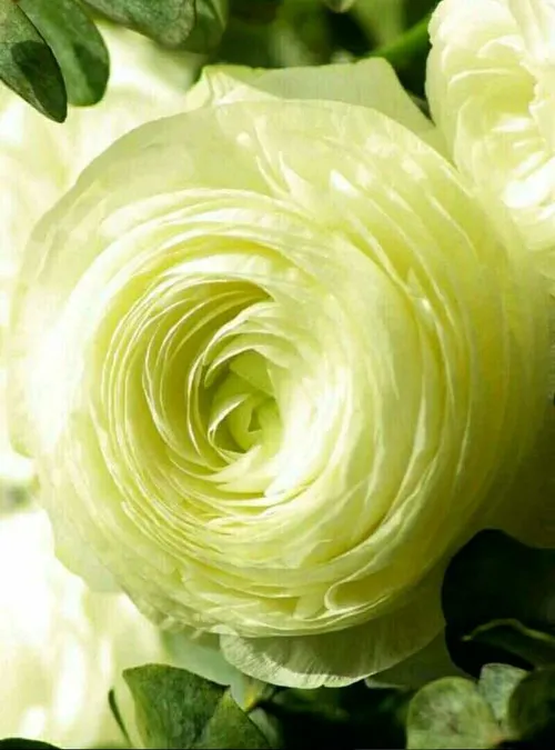گل قشنگ کپی با ذکر صلوات جهت سلامتی و تعجیل در ظهور امام 