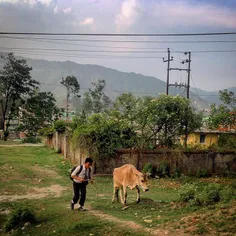 A school boy walks his cow back to its farm while he retu