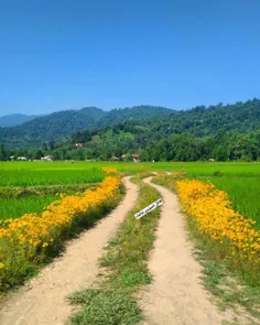 دلبری بهار در روزای اخر😍