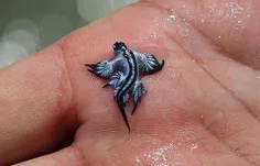 یکی از کم‌یاب ترین نوع نرم تنان دریایی موسوم به اژدهای آب