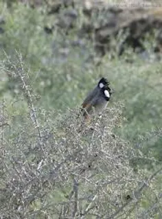 بلبل خرمایی