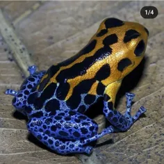 قورباغه دارت سمی (Poison dart frog) نام رایج گروهی از قور