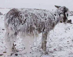 🚨 😞  یخ زدن الاغ بعلت سرمای شدید شب گذشته در صفاشهر در شم