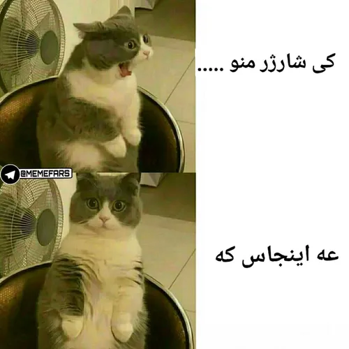 بعله /: