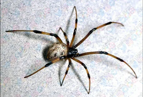 به طور میانگین مردم از عنکبوت بیشتر می ترسند تا از مرگ!