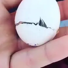 لحظه به دنیا آمدن جوجه طاووس🦚😍