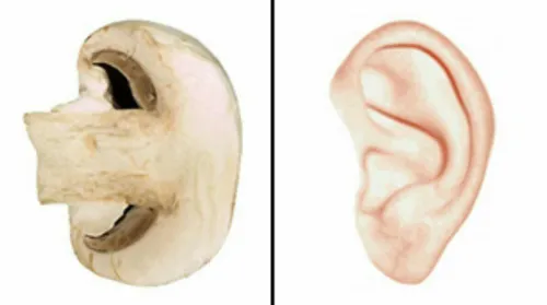 قارچ شباهت زیادی به گوش دارد!مصرف قارچ به دلیل وجود ویتام