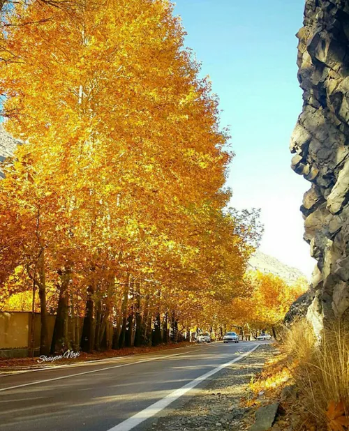 تصویری از جنس پاییز و برگ ریزان از جاده زیبای چالوس که تد