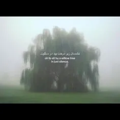 𝚆𝙸𝙻𝙻𝙾𝚆 𝚃𝚁𝙴𝙴🌱