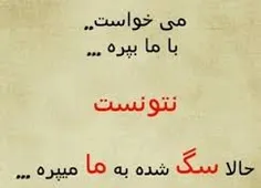 سگ شده به ما میپره