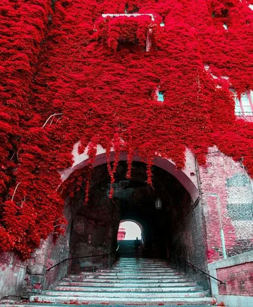 عکسی خارق العاده از یک زیرگذر با بنای منقش به گل های قرمز