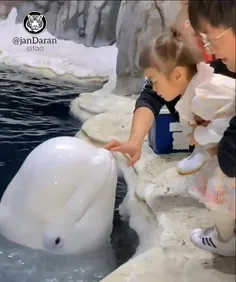 دلفین مهربون ☺️🦭