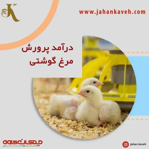درآمدزایی پرورش مرغ