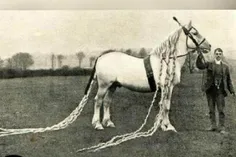 اسبی به نام بالهای سفید که در قرن 19 به عنوان زیباترین اس