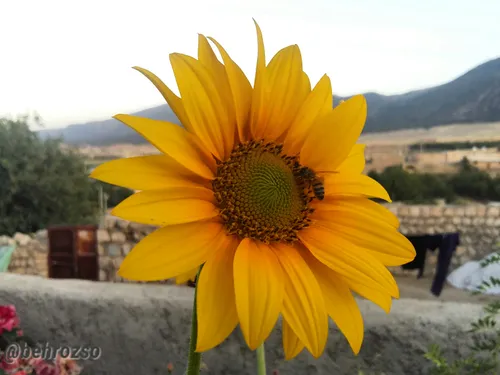 گل آفتاب گردان تزئین