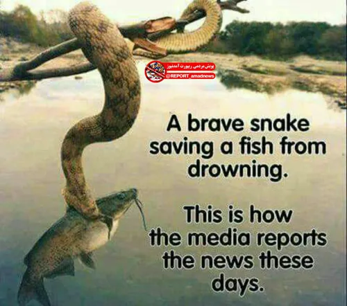 یک مار شجاع جانِ یک ماهی را از غرق شدن نجات میدهد!