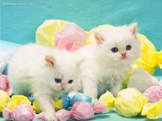 گربه های سفید
