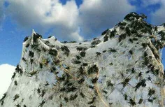 هر سال، هزاران عنکبوت مزارع واگا واگا را با تارهای خود می