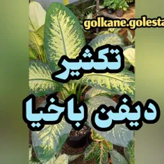 🪴تکثیر دیفن باخیا🪴