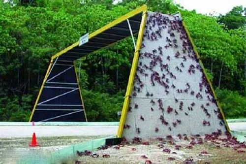 این پل برای عبور خرچنگها در استرالیا طراحی شده که از خیاب