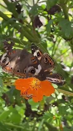 شاه‌بلوط معمولی Common buckeye پروانه‌ای از آمریکای شمالی