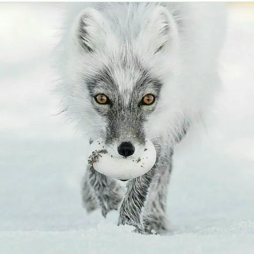 روباه قطبی به خوبی برای زندگی در هوای بسیار سرد تکامل پید